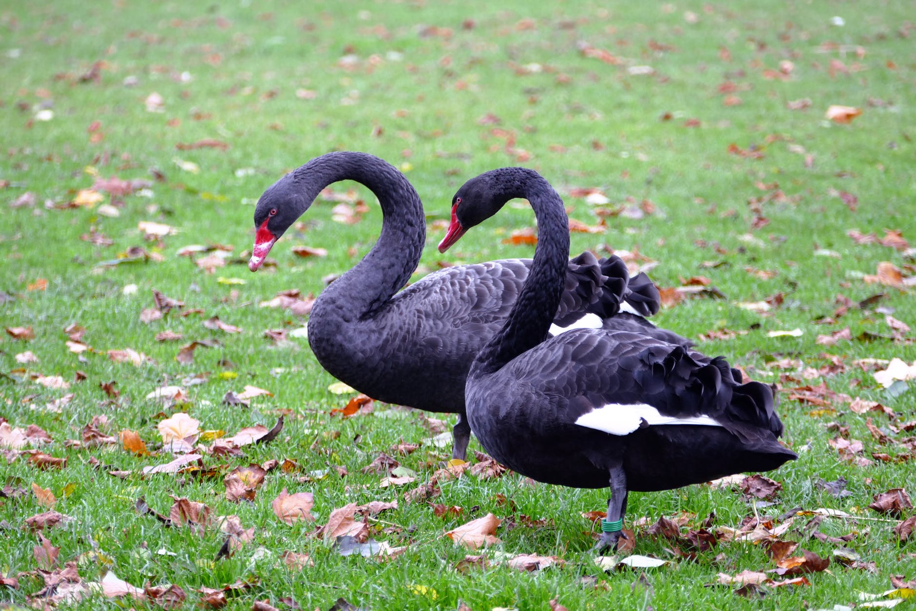two black ducks on grass lawn